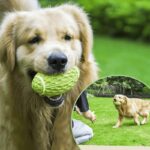 Bola para Cães de Futebol Americano com Apito-Miau Auau Pets