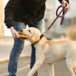 Coleira para Cachorro com Nome-Miau Auau Pets