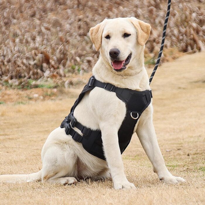 Coleira Peitoral Para Cachorros de Grande Porte Personalizada-Miau Auau Pets