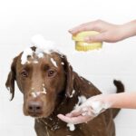 Escova para Banho de Cães e Gatos com Dispersor de Shampoo-Miau Auau Pets