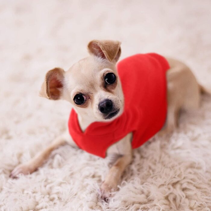 Roupa de Lã para Cães e Gatos de Pequeno Porte-Miau Auau Pets