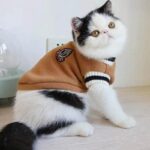 Roupa para Cães e Gatos Blusa Estilo Universitário-Miau Auau Pets